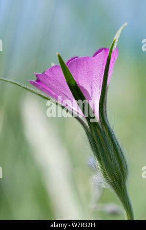 Corncockle (Agrostemma githago) in flower, Piano Grande, Umbria, Italy, June Stock Photo