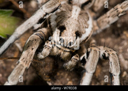 European tarantula (Lycosa narbonense) Sibillini, Umbria, Italy, June. Stock Photo