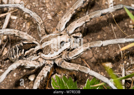 European tarantula (Lycosa narbonense) Sibillini, Umbria, Italy, June. Stock Photo