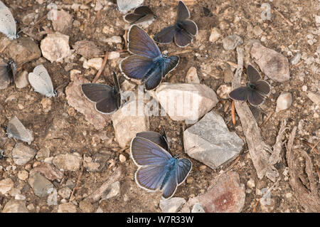 Small blue butterflies (Cupido minimus) resting on ground, Vallesiana, Madonna di Campiglio, Italy, July Stock Photo