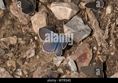 Small blue butterfly (Cupido minimus) resting on the ground, Vallesiana, Madonna di Campiglio, Italy, July Stock Photo