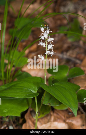 May Lily (Maianthemum bifolium) in flower, in ancient pine and mixed woodland, Val di Vallesinella near Madonna di Campiglio, Brenta Dolomites, Italy, July Stock Photo