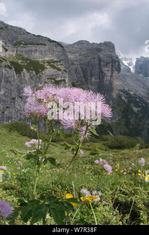 Great meadow rue (Thalictrum alpinum) in flower, Monte Spinale, alpine zone, Madonna di Campiglio, Brenta Dolomites, Italy, July 2010 Stock Photo