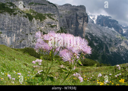 Great meadow rue (Thalictrum alpinum) in flower, Monte Spinale, alpine zone, Madonna di Campiglio, Brenta Dolomites, Italy, July 2010 Stock Photo