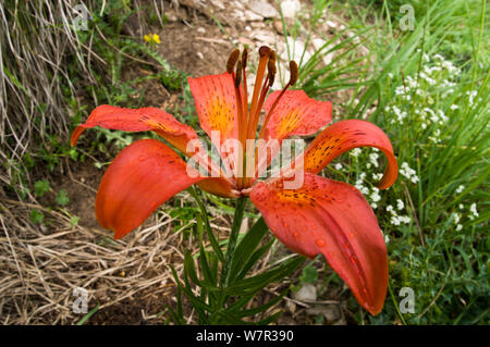 Orange lily, Lilium bulbiferum var. croceum in flower, french alps ...
