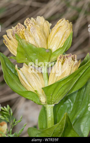 Spotted gentian (Gentiana punctata) in flower, above Pordoi pass, Dolomites. Italy, July Stock Photo