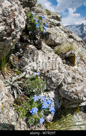 King of the Alps (Eritrichium nanum) in flower, in granite outcrop above the Pordoi pass, Sella, Dolomites, Italy, July Stock Photo