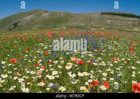 Colourful wildflowers in fields on the Piano Grande including  Poppies (Papaver rhoeas), Cornflowers (Centaurea) and Mayweed (Anthemis), Umbria, Italy, July 2010 Stock Photo