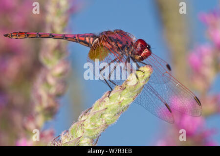 Ruddy darter dragonfly male (Sympetrum sanguineum) on flower spike, Lago di Mezzano, near Latera, Lazio, Italy, July Stock Photo