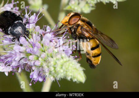 Hoverfly (Eristalis arbustorum) feeding, with beetle, near Lago di Mezzano, Latera, Lazio, Italy, July Stock Photo