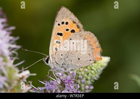 Small copper butterfly (Lycaena phlaeas) on flower, with wings closing, La Renara, Orvieto, Umbria, Italy, July Stock Photo