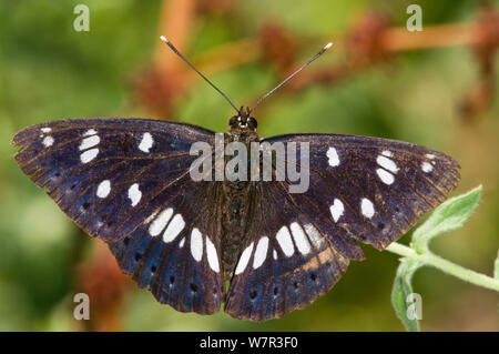 Southern White Admiral butterfly (Limenitis reducta) with wings spread, Podere Montecucco, Orvieto, Umbira, Italy, July Stock Photo