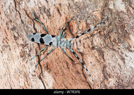 Alpine Longhorn Beetle (Rosalia alpina) a rare and protected longhorn beetle living on rotten chestnut trunks in the Italian Appennines, Camosciara, Italy, July Stock Photo