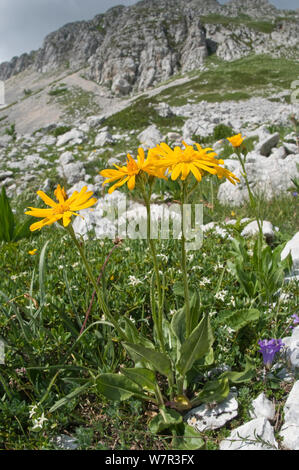 Chamois ragwort (Doronicum columnae) in flower, Mount Terminillo, Rieti, Lazio, Italy, July Stock Photo