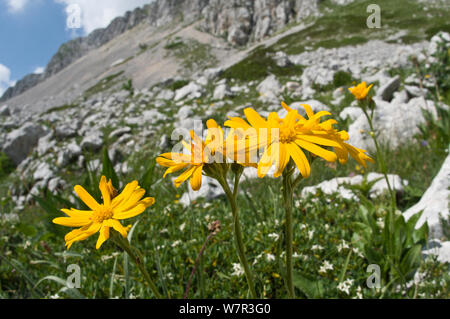 Chamois ragwort (Doronicum columnae) in flower,  Mount Terminillo, Rieti, Lazio, Italy, July Stock Photo