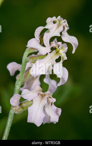 Sad Stock (Matthiola fruticulosa ssp valesiaca) flower, Mount Terminillo, Lazio, Italy, August Stock Photo