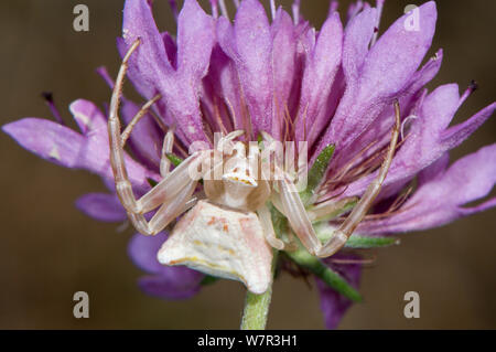 Crab Spider (Thomisus onustus) female on flower, Orvieto, Italy, July Stock Photo