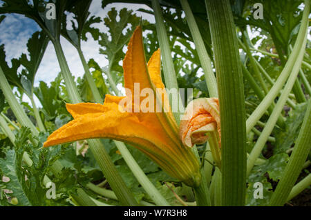 Flowers of Courgette / Zucchini (Cucurbita pepo) - male with stamens visible, in a garden near Orvieot, Umbria, Italy Stock Photo