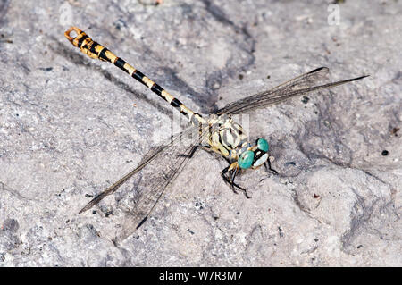 Green eyed hook tailed dragonfly (Onychogomphus forcipatus) near Lago di Bolsena, Lazio, Italy, September Stock Photo