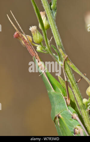 Pointed-nose grasshopper (Acrida ungarica) in a  garden of Podere Montecucco, Orvieto, Umbria, Italy, September Stock Photo