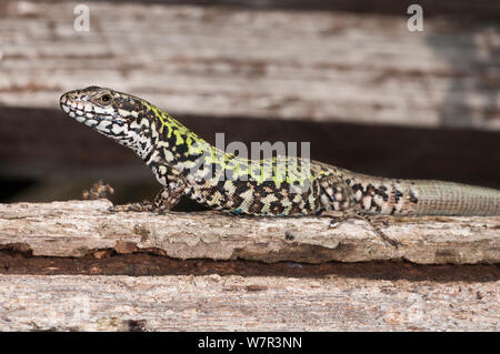 Italian Wall Lizard (Podarcis sicula) adult female, Orvieto, Italy, September Stock Photo