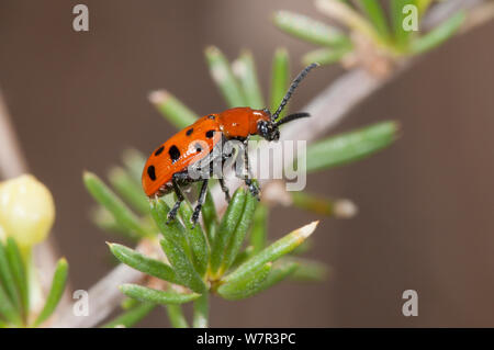 Spotted asparagus beetle (Crioceris duodecimpunctata) Tarquinia, Lazio, Italy, September Stock Photo