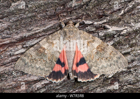 Red Underwing moth (Catocala nupta) resting on bark, Podere Montecucco, Orvieto, Umbria. Italy, September Stock Photo