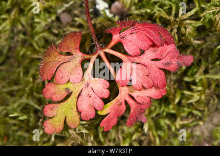 Herb Robert ( Geranium robertianum) early leaves tinted rose pink, Torrealfina, Orvieto, Lazio, Italy, March Stock Photo