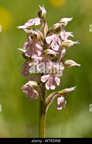Milky Orchid (Orchis  lactea) in flower, Photo-Gious Kambos, near Spili, Crete, April Stock Photo