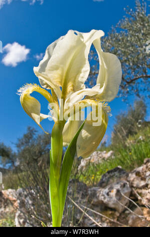 Iris (Iris lutescens) in flower, Uccellini hills, Tuscany, Italy, April Stock Photo