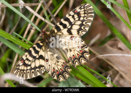 Southern Festoon butterfly (Zerynthia polyxena) male, Torrealfina, Orvieto, Italy, April Stock Photo