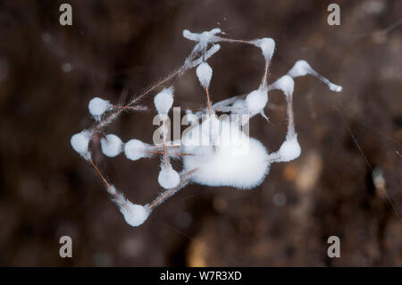 Daddy longlegs spider (Pholcus phalangoides) infected with a fungal pathogen (possibly Gibellula pulchra) in a cave near Podere Montecucco, Orvieot, Umbria, Italy Stock Photo