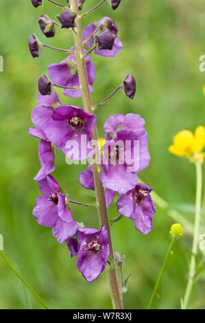 Purple Mullein (Verbascum phoeniceum) flower, Gargano, Puglia, Italy Stock Photo