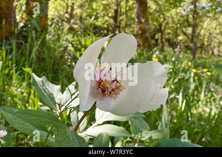 Male peony (Paeonia mascula) in flower, white variety found in North East Sicily, Bosco di Ficuzza, Palermo, Sicily, May Stock Photo