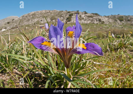 Cretan Iris (Iris cretensis / unguicularis ssp cretensis) in flower, Gious Kambos, Spili, Crete, April Stock Photo