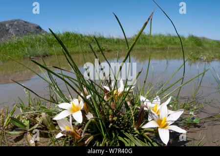Sand Crocus (Romulea bulbocodium) in flower, Gious Kambos, Spili, Crete, April Stock Photo