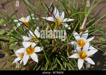 Sand Crocus (Romulea bulbocodium)in flower, Gious Kambos, Spili, Crete, April Stock Photo