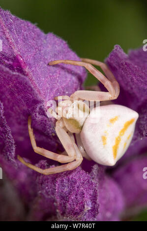 Crab Spider (Thomisus onustus) female on flower, Orvieto, Italy Stock Photo