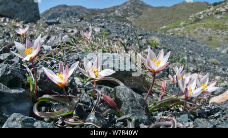 Cretan Tulip (Tulipa cretica) a tiny Cretan endemic  growng on serpentine gravel west of Kissous Kambos near Spili, Heraklion, Crete, April Stock Photo