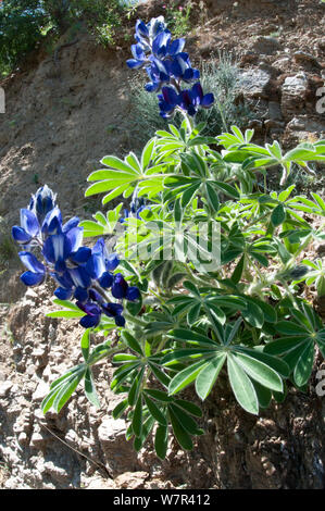 Narrow leaved lupin (Lupinus angustifolius) in flower on hillside near Spili, Crete, April Stock Photo