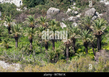 Theophrastus' Palm (Phoenix theophrasti) along the river on Palm Beach near Plakias, Crete, April 2011 Stock Photo