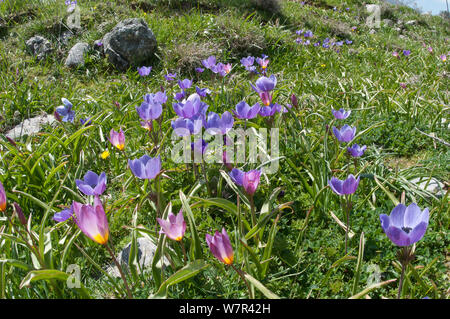 Baker's Tulip (Tulipa bakeri / T. saxatilis) in flower, with purple crown daisies (Anemone coronaria) on the Omalos plateau, White Mountains, Omalos, Crete, April Stock Photo