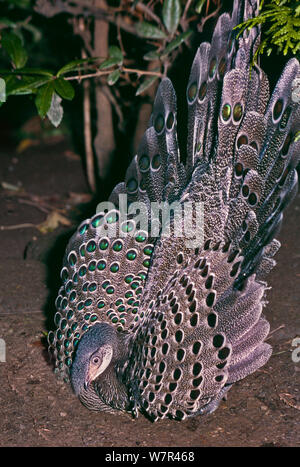 Grey Peacock-pheasant (Polyplectron bicalcaratum) male displaying to female, captive, occurs NE India to Vietnam Stock Photo