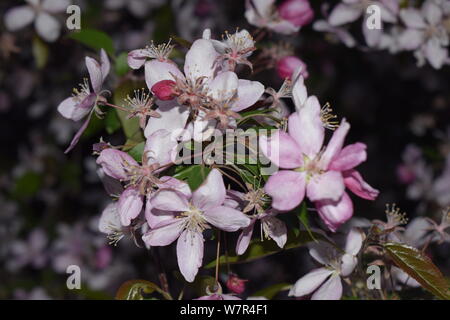 Pink buds and flowers and green leaves on a branch. Beautiful spring flowers in the garden. Macro photo of nature pink sakura flowers. Stock Photo