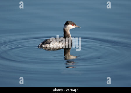 Slavonian Grebe (Podiceps auritus) in winter plumage, swimming on lake, in country park, Staffordshire, UK, February Stock Photo
