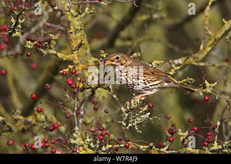 Song Thrush (Turdus philomelos) eating a Hawthorn berry in hedgerow on farmland, Cheshire, UK, November Stock Photo