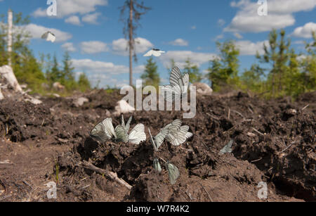 Black Veined White butterflies (Aporia crataegi) group drinking, Finland, June Stock Photo