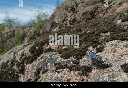 Chequered blue butterfly (Scolitantides orion) in habitat, Finland, May Stock Photo
