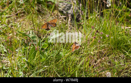 Glanville Fritillary (Melitaea cinxia) male chasing female, Finland, June Stock Photo