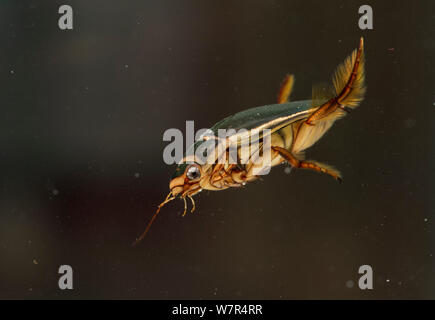 Great diving beetle (Dytiscus) underwater, Finland, October Stock Photo